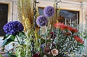 VBS_0167 - Corollaria Flower Exhibition 2022